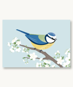 VIERUNDFÜNFZIG Postkarte | Blaumeise Frühling