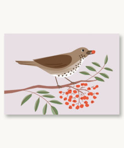 VIERUNDFÜNFZIG Postkarte | Singdrossel