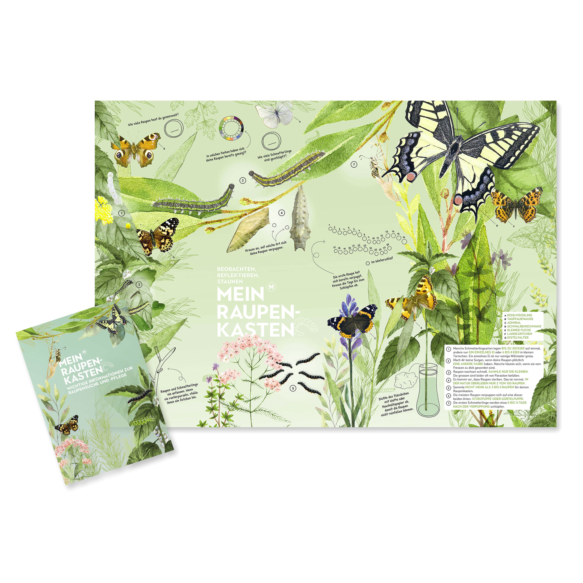 Mein Raupenkasten | RAUPENKASTEN – Bild 3
