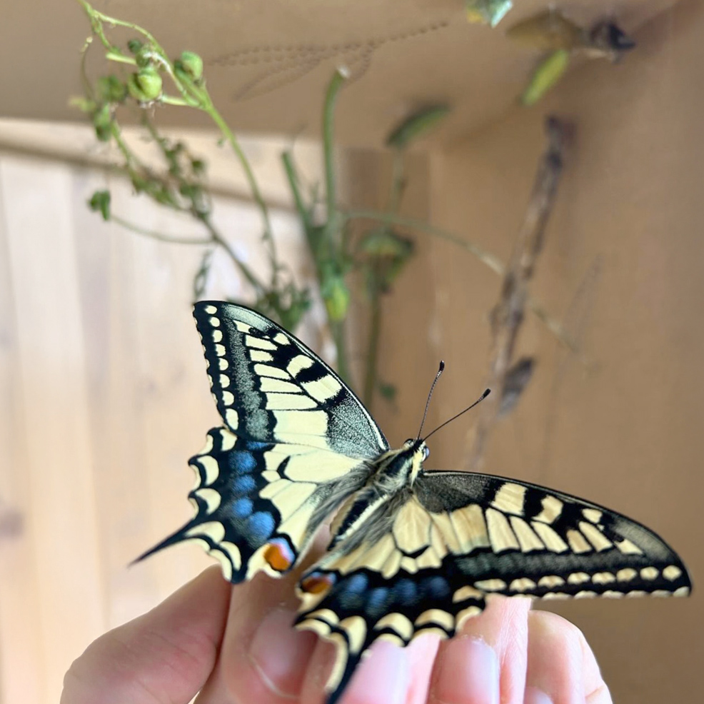 Mein Raupenkasten | RAUPENKASTEN – Bild 2