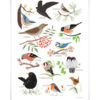 VIERUNDFÜNFZIG Poster DIN A3 | Heimische Vögel