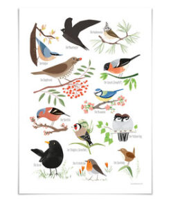 VIERUNDFÜNFZIG Poster DIN A3 | Heimische Vögel